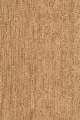 Mflor Parva Broad Leaf Pure Sycamore 40822 Mflor Parva Broad Leaf Pure Sycamore 40822